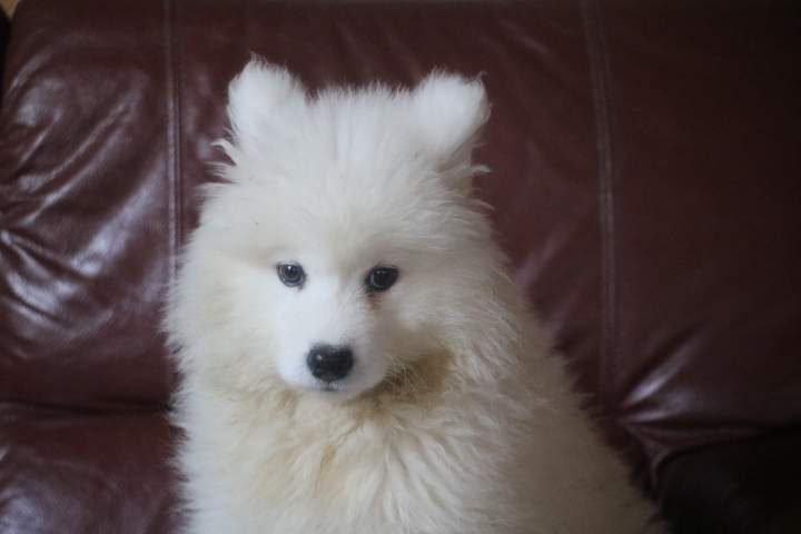 broock femelle samoyede de sun du 07.07.2026 (5)