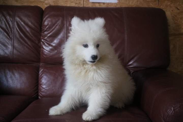 broock femelle samoyede de sun du 07.07.2026 (3)