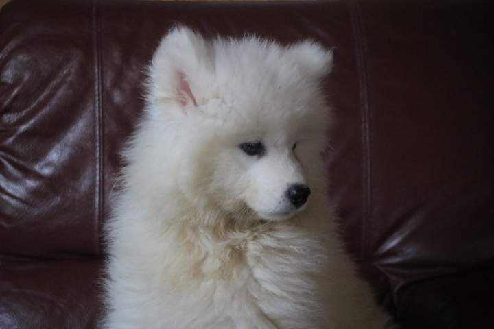 broock femelle samoyede de sun du 07.07.2026 (1)