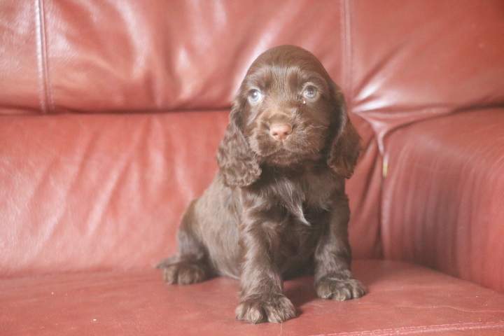 brown male chocolat (4)