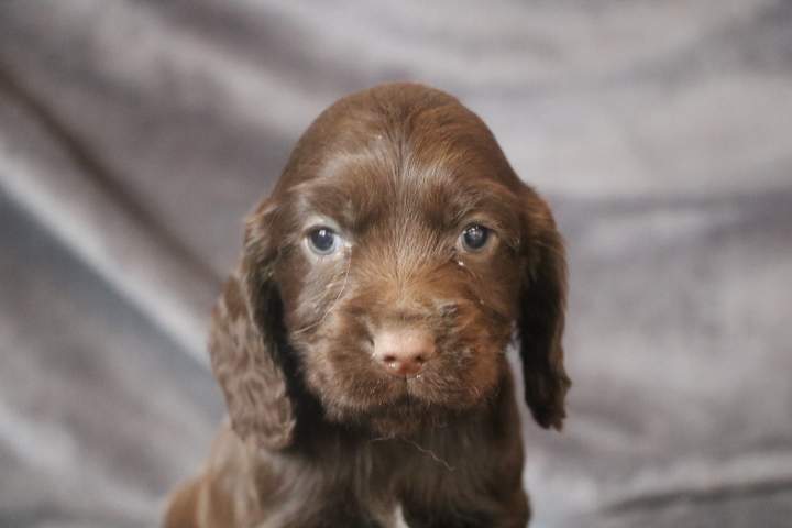 brown male cocker anglais chcocolat fils de stella (1)