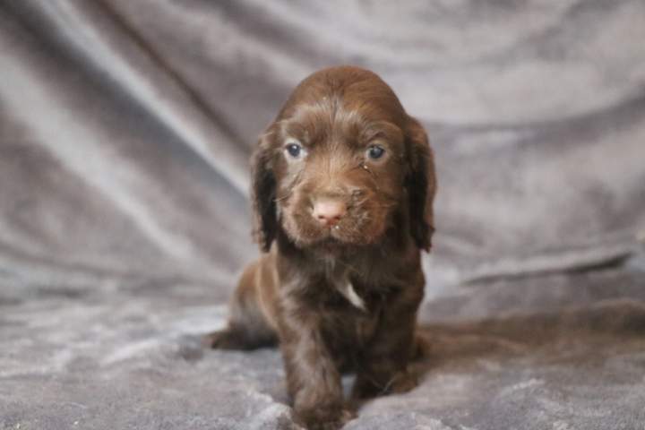brown male cocker anglais chcocolat fils de stella (5)