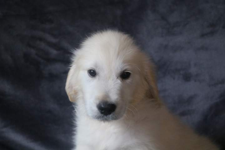 bruce male golden r tess lof du 11.07.2026 (3)