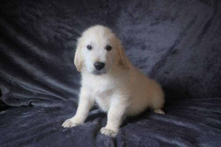 bruce male golden r tess lof du 11.07.2026 (1)