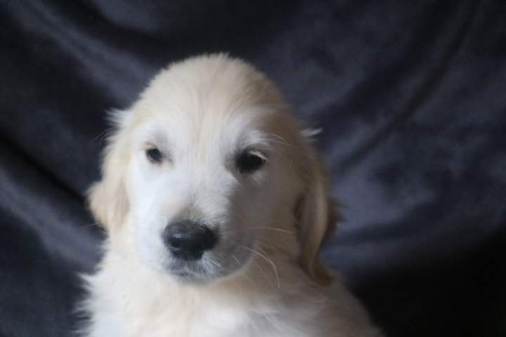 burton male golden r tess du 11.07.2026 (1)