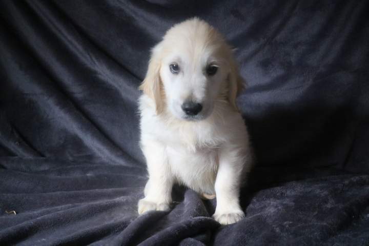 burton male golden r tess du 11.07.2026 (3)