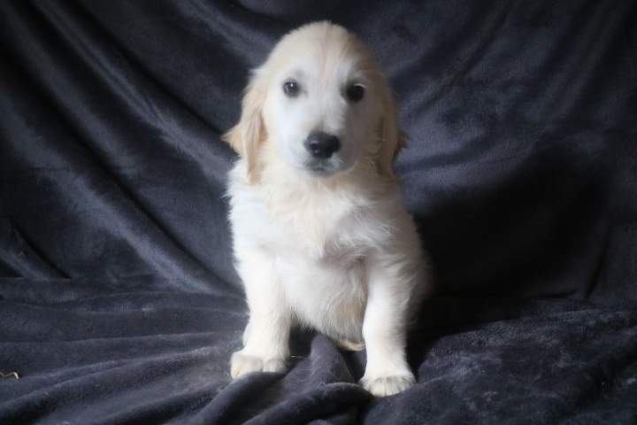 burton male golden r tess du 11.07.2026 (4)