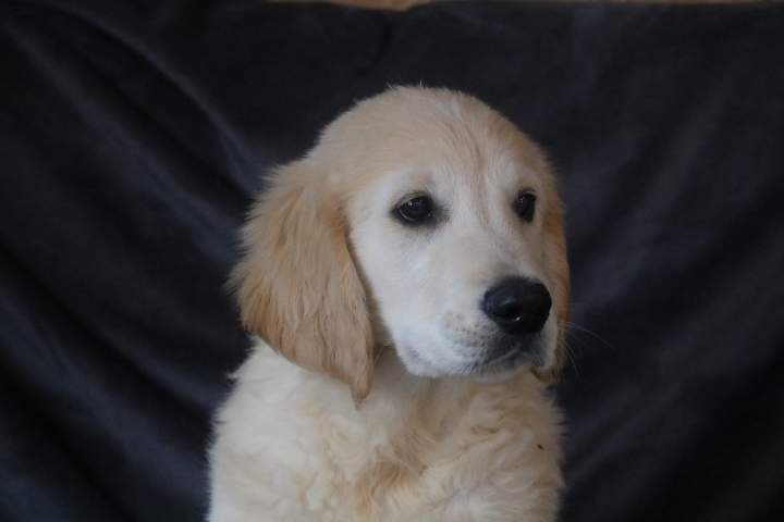 burton male golden r valeska du 08.07.2026 (7)