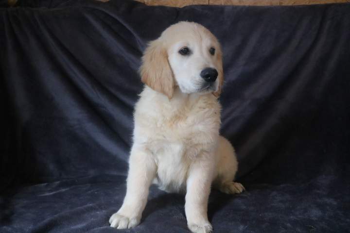 burton male golden r valeska du 08.07.2026 (8)