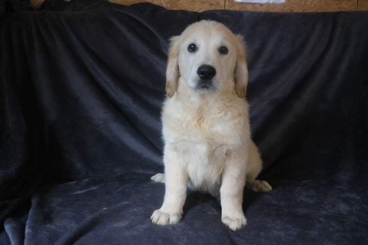 burton male golden r valeska du 08.07.2026 (5)