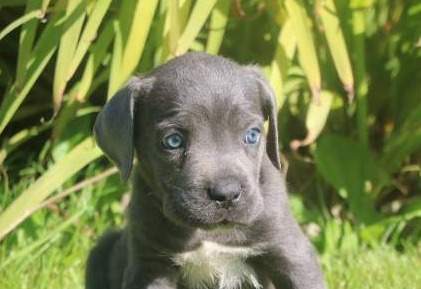 buster male cc orfee du 15.08.2026 (7)