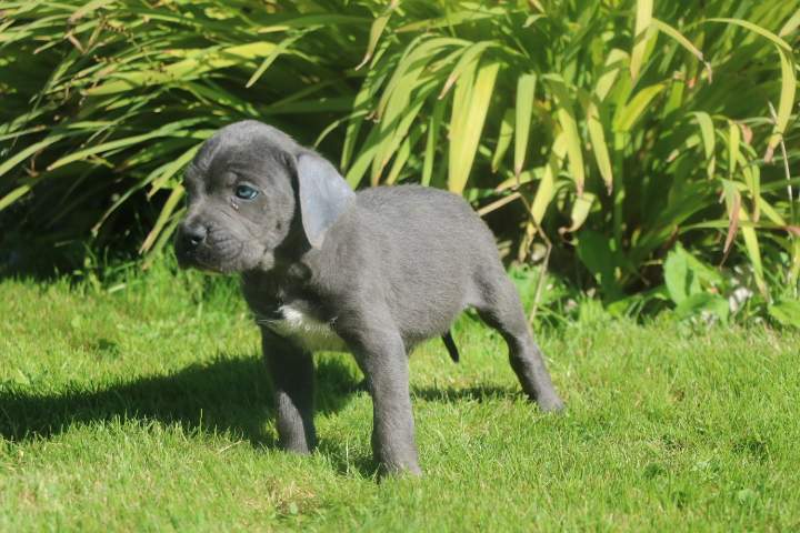 buster male cc orfee du 15.08.2026 (10)