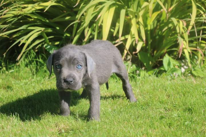 buster male cc orfee du 15.08.2026 (1)