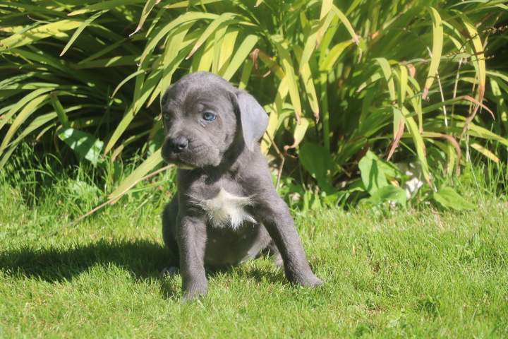 buster male cc orfee du 15.08.2026 (6)