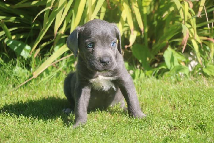 buster male cc orfee du 15.08.2026 (7)