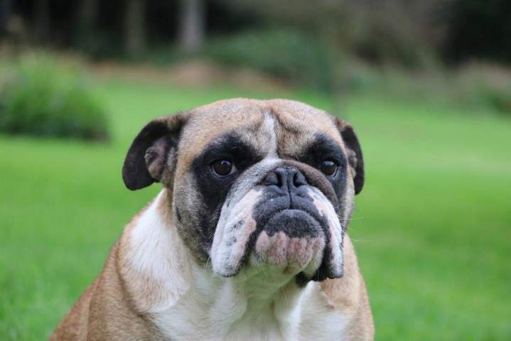 levage Bulldog Anglais Étaples