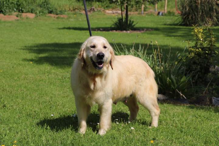 levage Golden Retriever Étaples