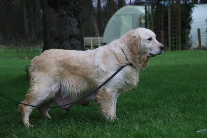 levage Golden Retriever Étaples