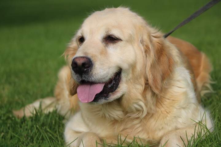levage Golden Retriever Étaples