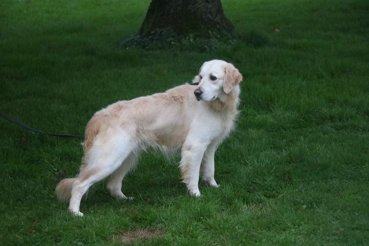 levage Golden Retriever Étaples
