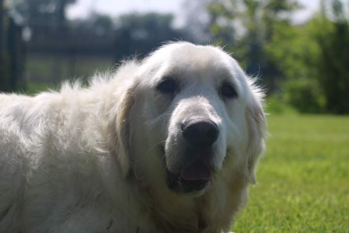 levage Golden Retriever Étaples