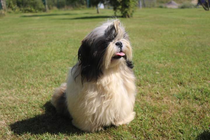 Elevage Shih Tzu Étaples