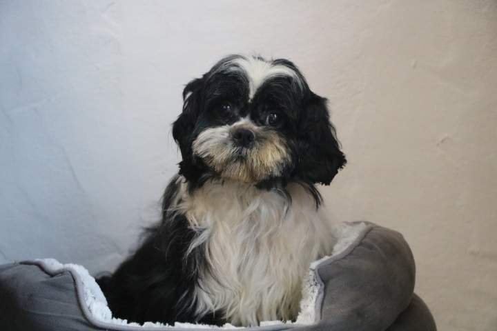 Elevage Shih Tzu Étaples