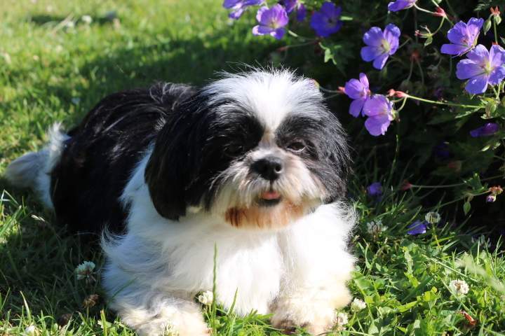 Elevage Shih Tzu Étaples