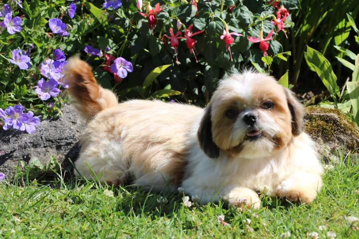 Elevage Shih Tzu Étaples