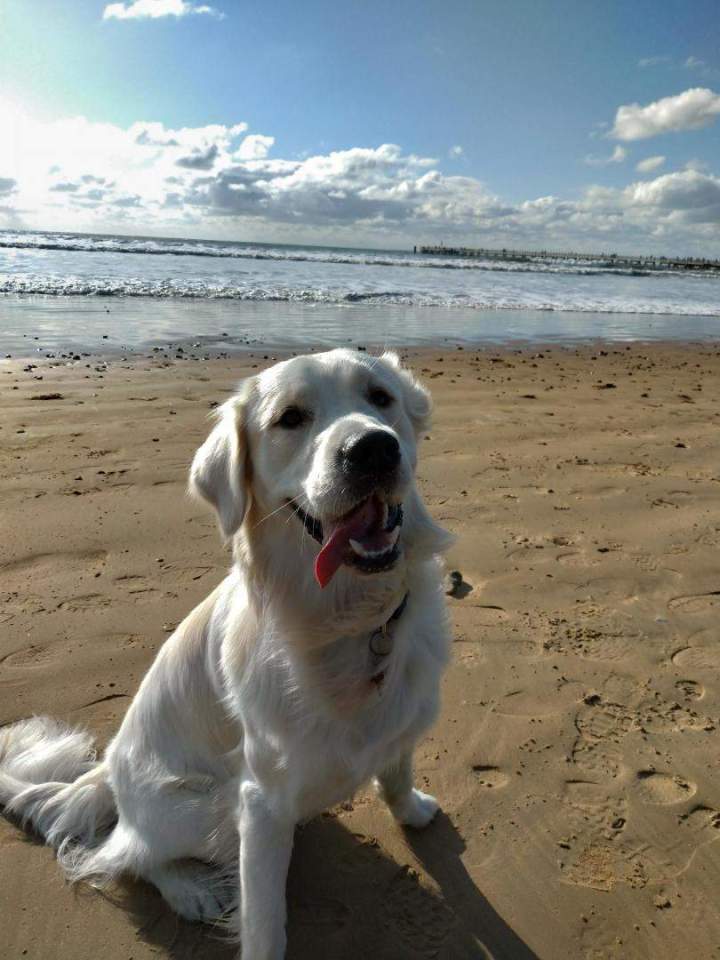 levage canin dans le Pas de Calais    