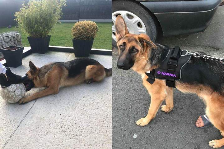 levage canin dans le Pas de Calais 