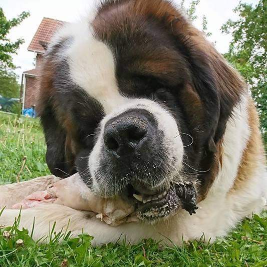 levage canin dans le Pas de Calais  