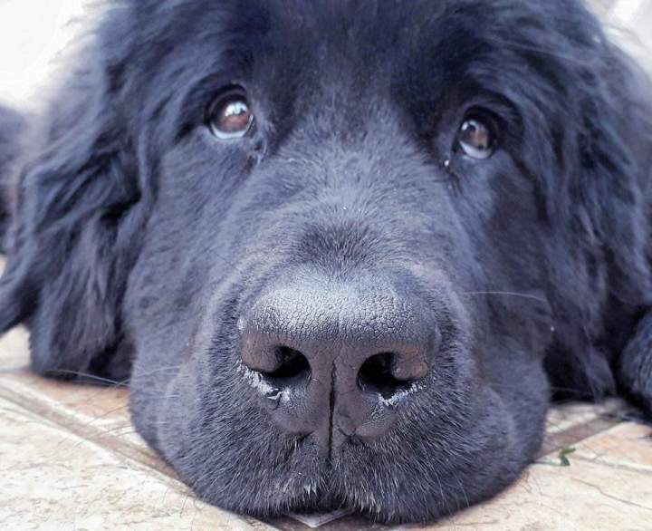 levage canin dans le Pas de Calais   