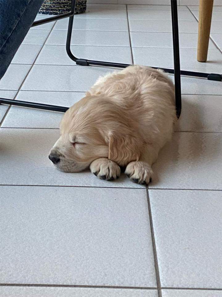 levage canin dans le Pas de Calais