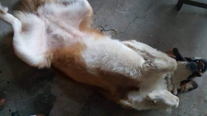 levage canin dans le Pas de Calais
