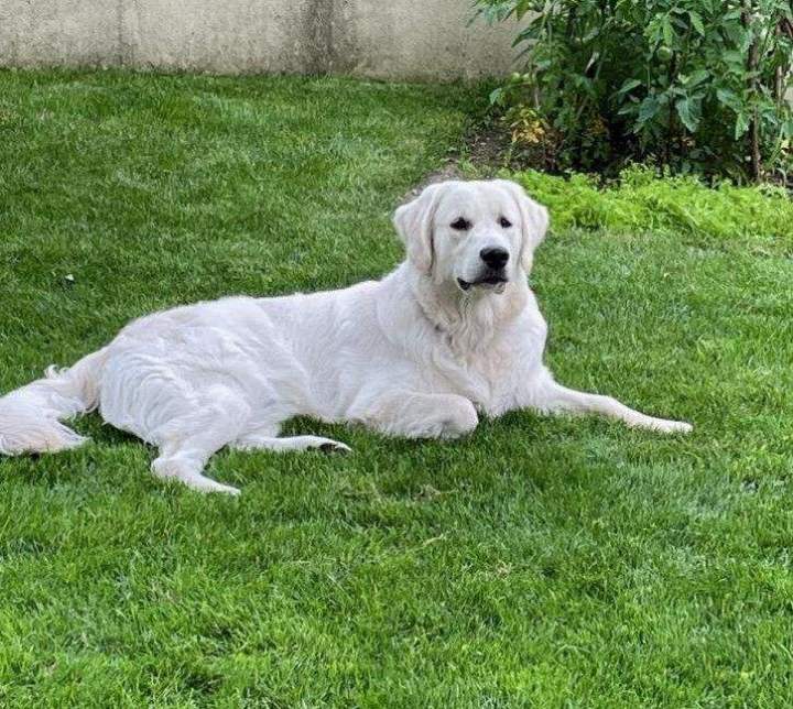 levage canin dans le Pas de Calais