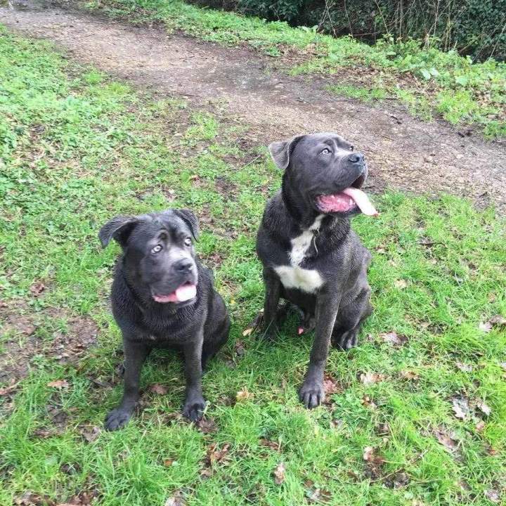 levage de chiens Étaples        