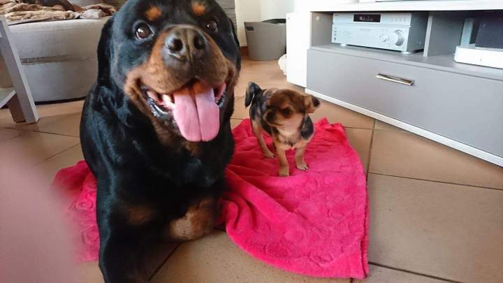 levage de chiens Étaples       