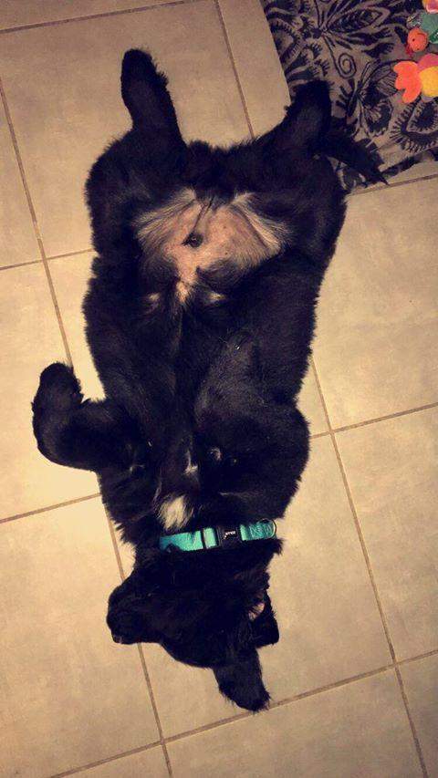 levage de chiens Étaples    