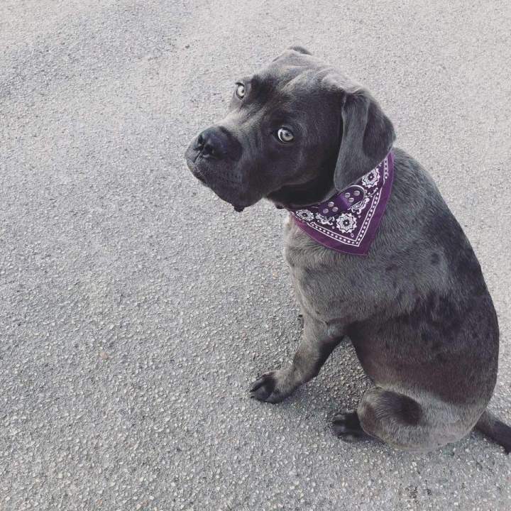 levage de chiens Étaples   