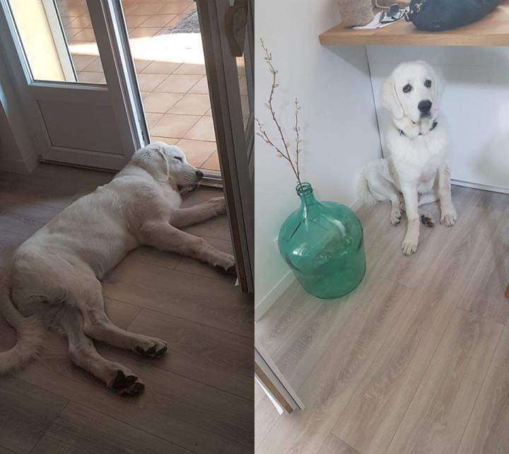 levage de chiens Étaples  