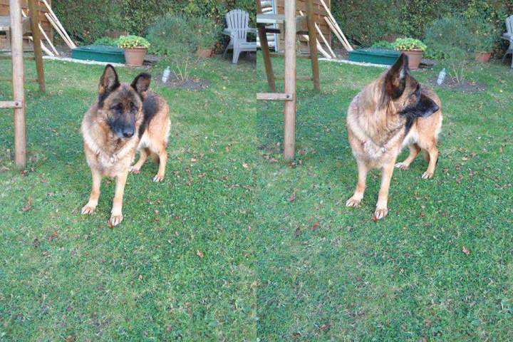 levage de chiens de race Étaples        