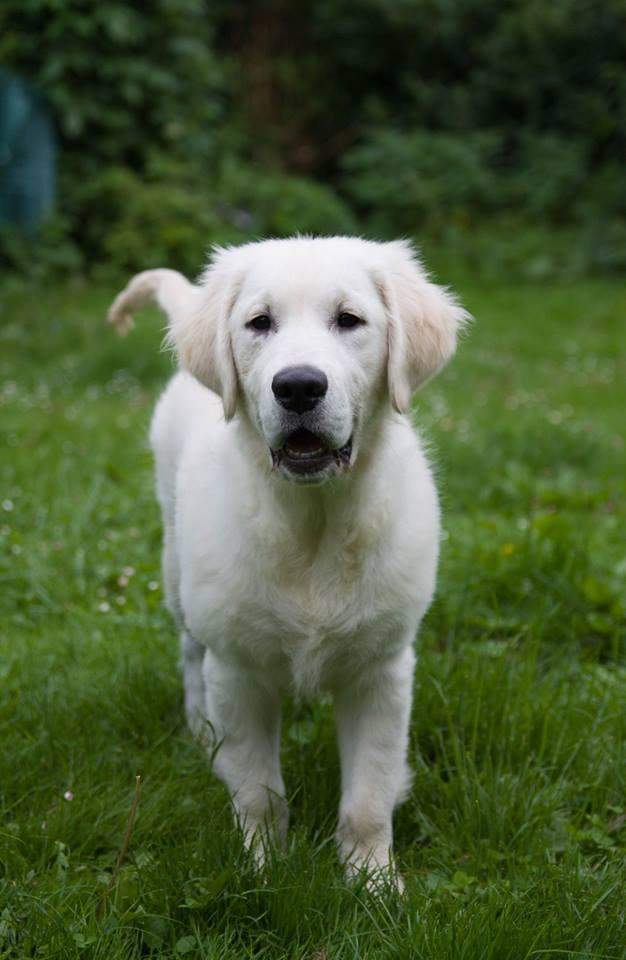 levage de chiens de race Étaples      