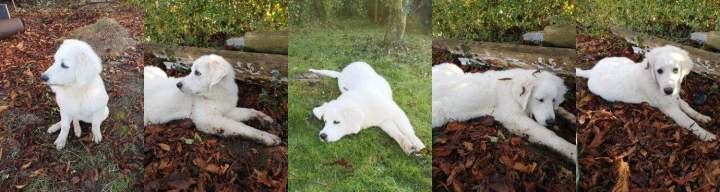 levage de chiens de race Étaples   