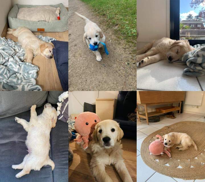 levage de chiens de race Étaples       