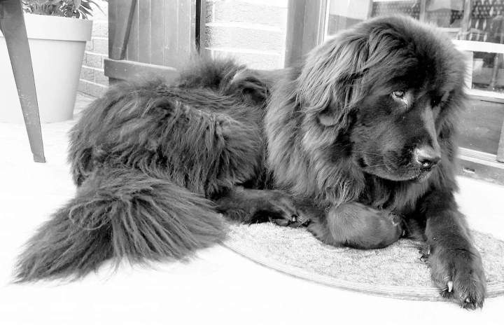levage de chiens de race Étaples