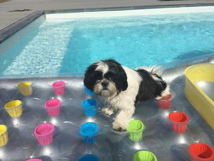 levage de chiens de race Étaples