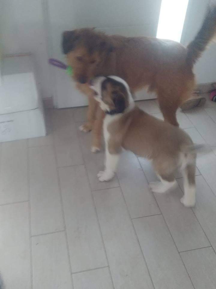 levage de chiots Étaples     