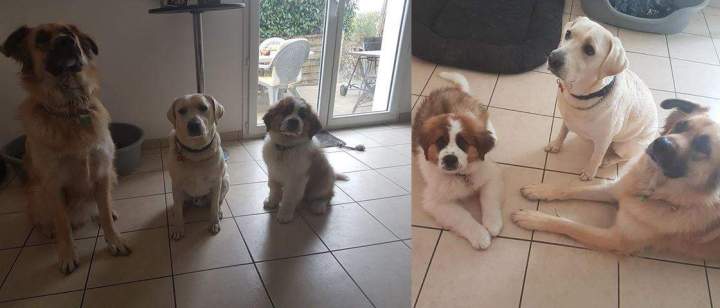 levage familial de chiens Étaples    