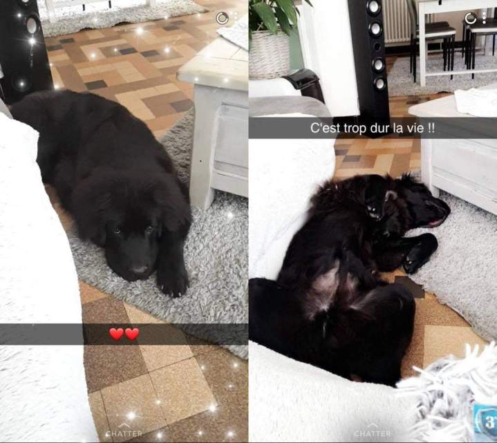 levage familial de chiens Étaples        
